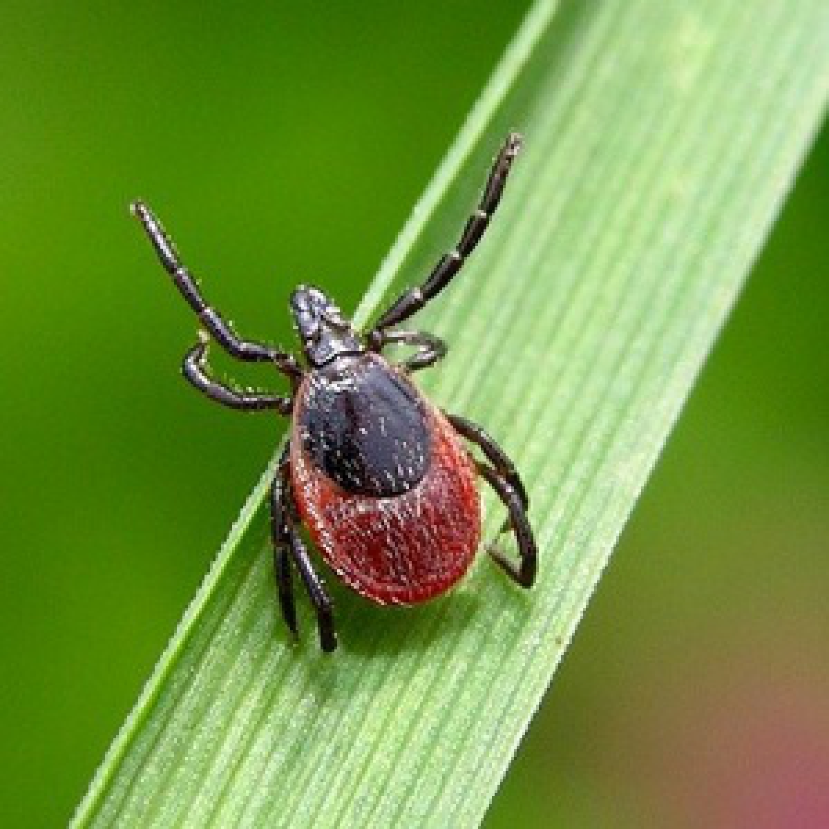 В сочи есть клещи. В сочи есть клещи. Лесные клещи. В сочи есть клещи. Сибирский клещ.